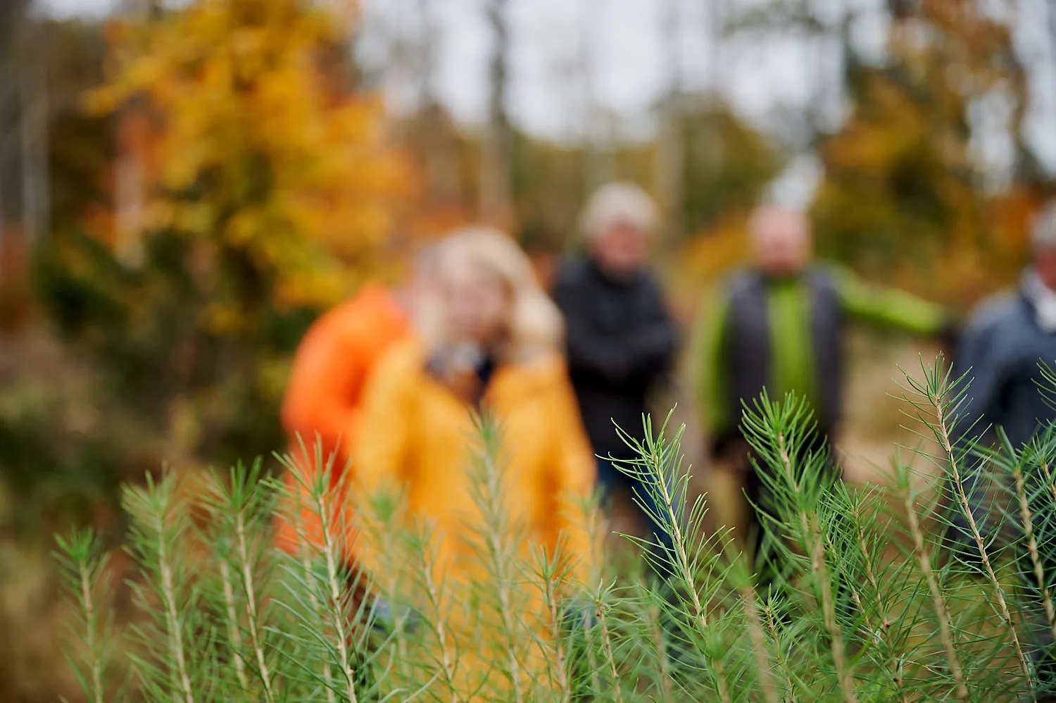 Herbstliche Reportage im verregneten Gemeindewald Neukirch